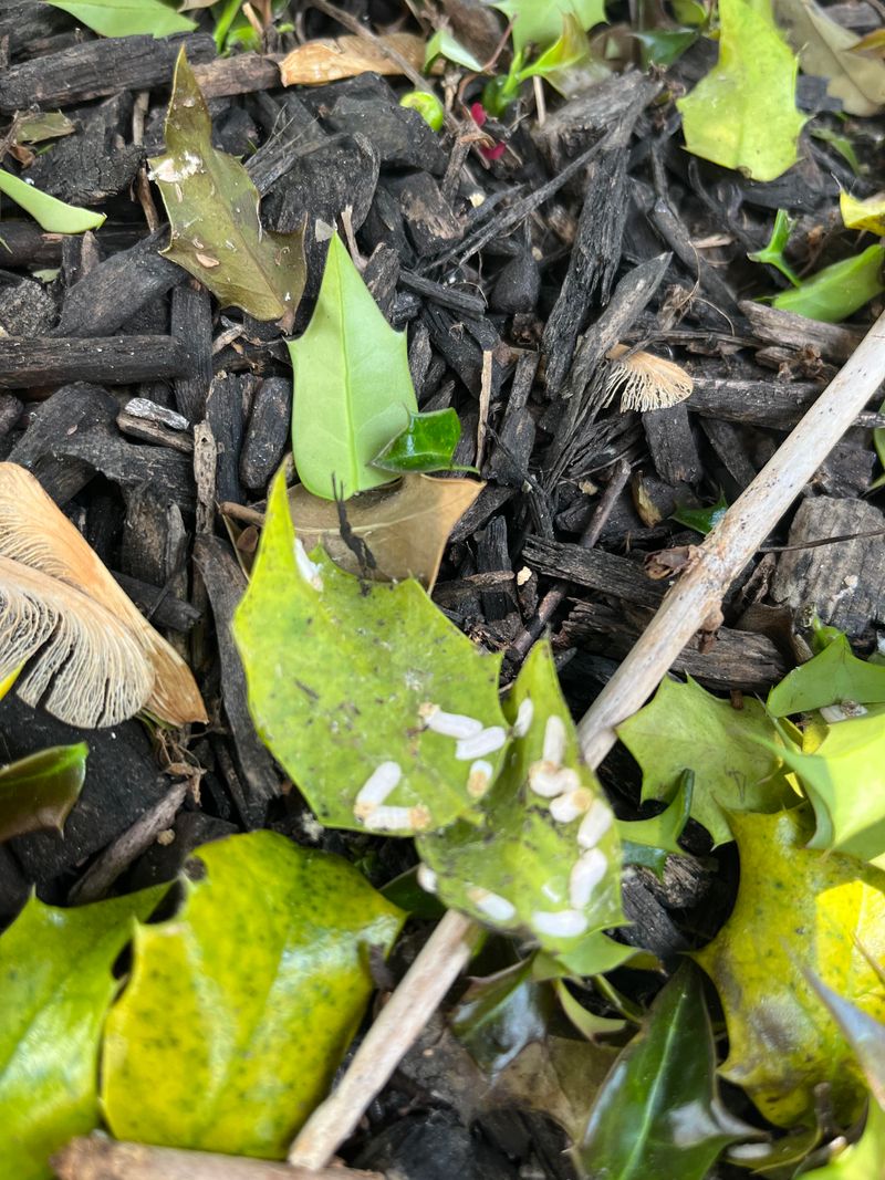 Do Not Confuse Scale With Other Holly Pests