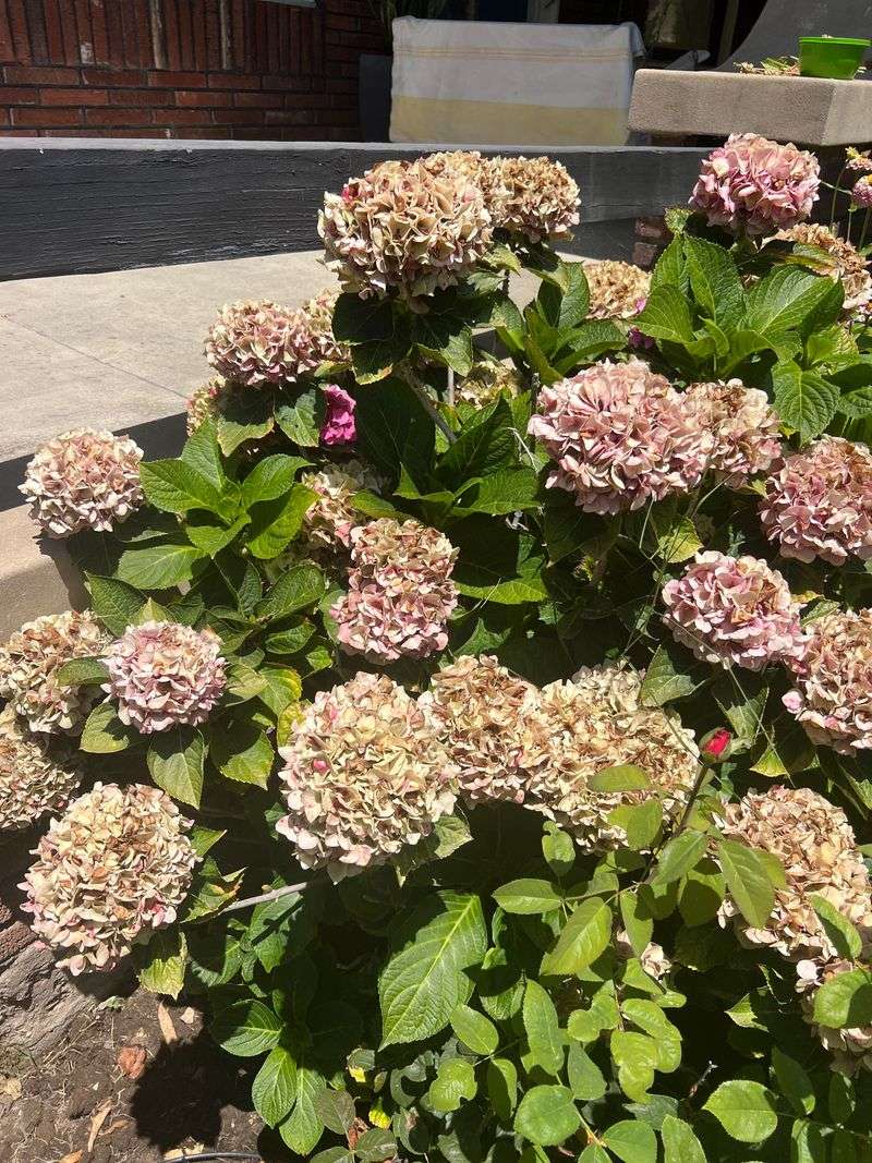 Do Not Cut Back Plants Just Because Blooms Have Faded Do Not Cut Back Plants Just Because Blooms Have Faded