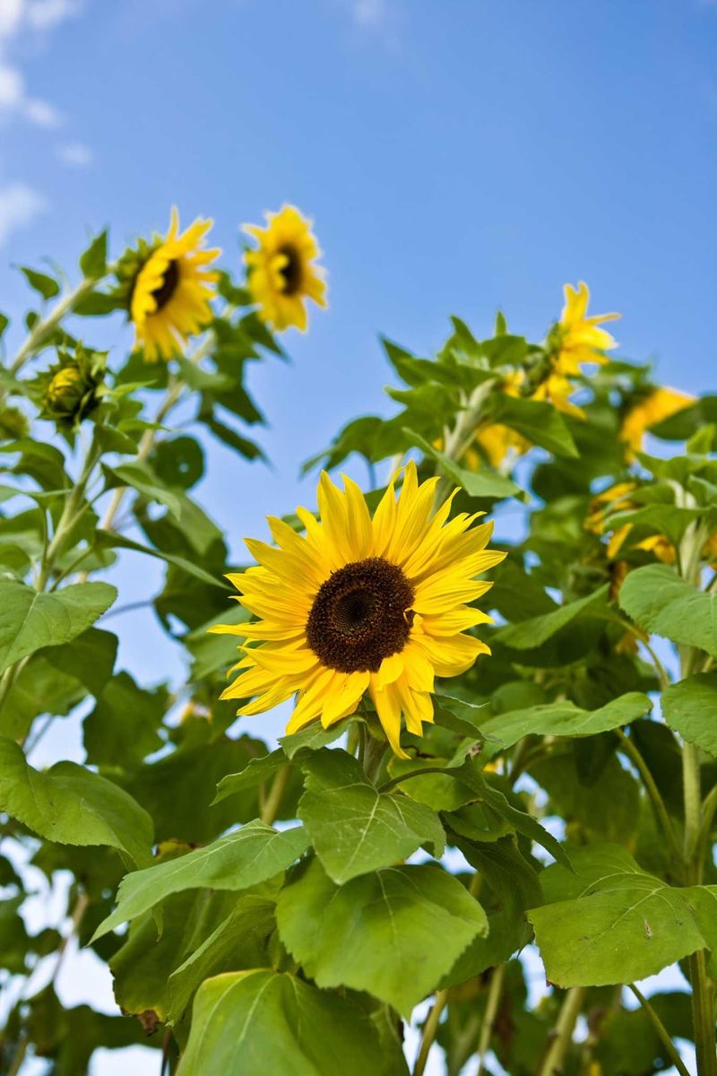 Do Not Cut Healthy Sunflowers Back Do Not Cut Healthy Sunflowers Back