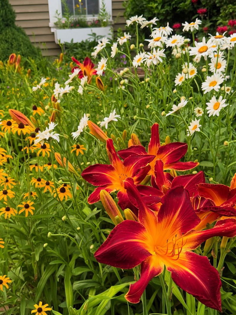 Do Not Divide Every Perennial Now Do Not Divide Every Perennial Now