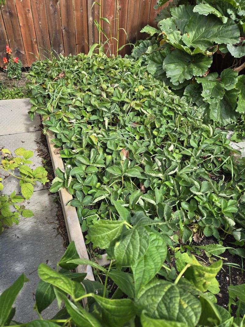 Do Not Give Finished Bloomers A Hard August Cutback Do Not Give Finished Bloomers A Hard August Cutback