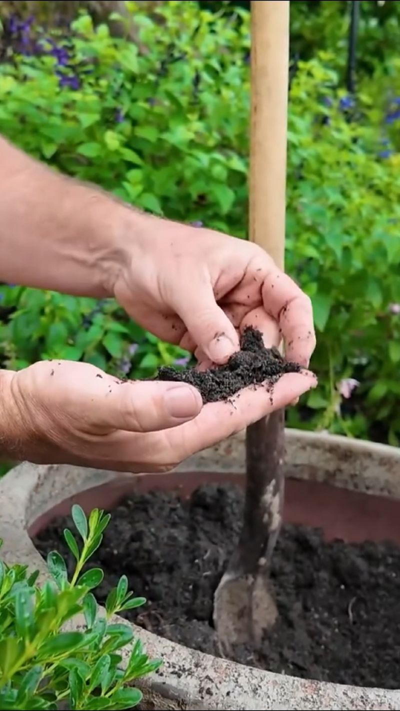 Do Not Keep The Roots Soggy Do Not Keep The Roots Soggy