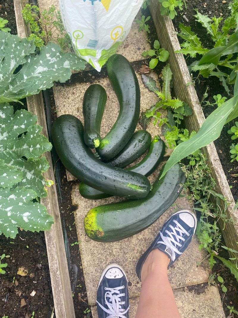 Do Not Let One Giant Zucchini Hog The Plant's Energy