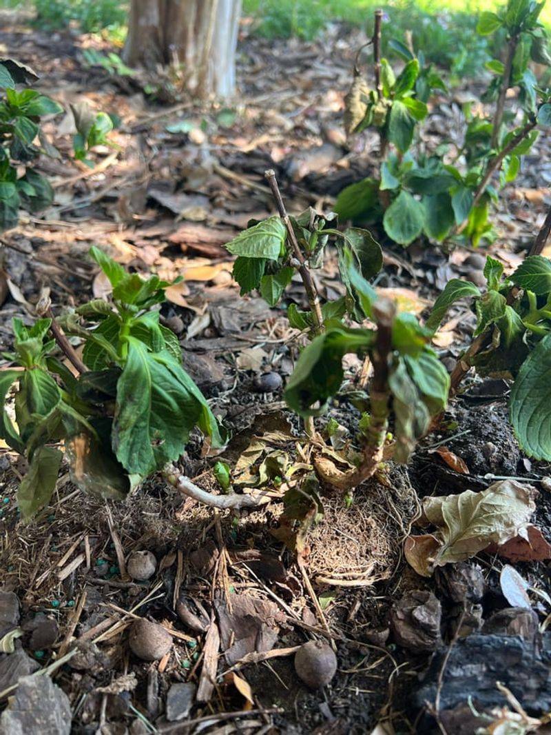 Do Not Let The Root Zone Dry Out In September