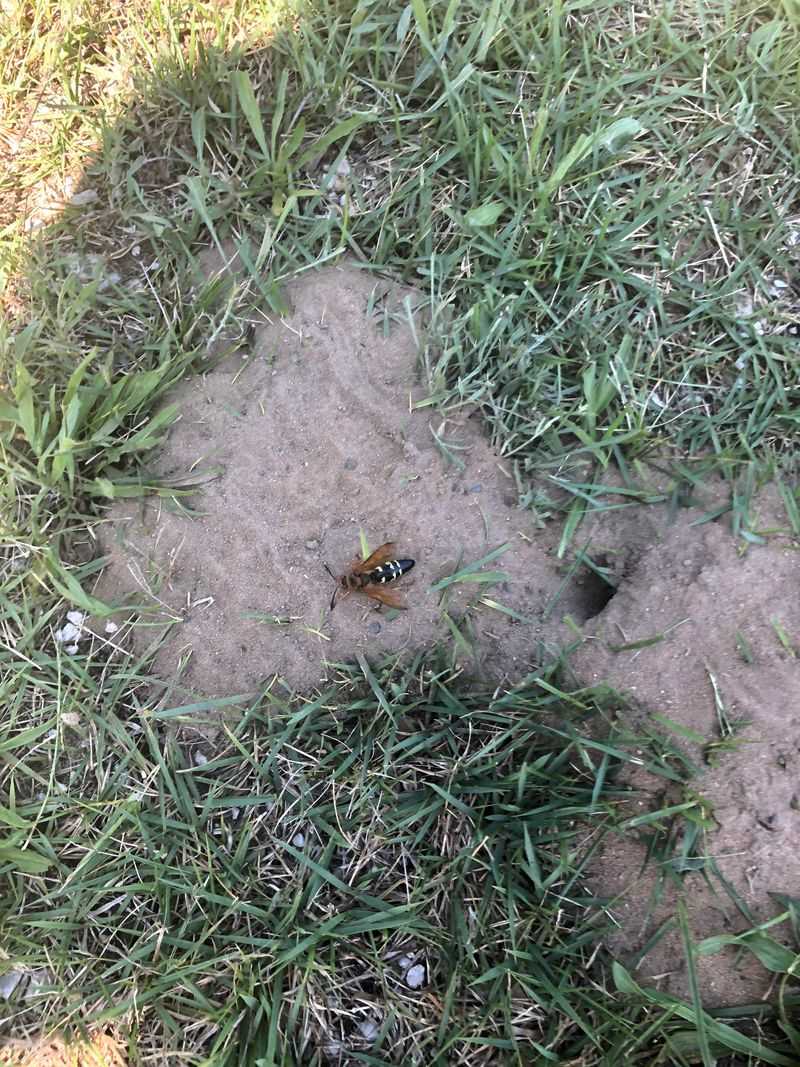 Do Not Mistake Many Holes For One Colony Do Not Mistake Many Holes For One Colony