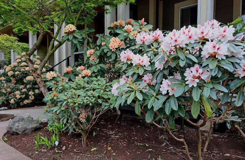 Do Not Prune In Fall