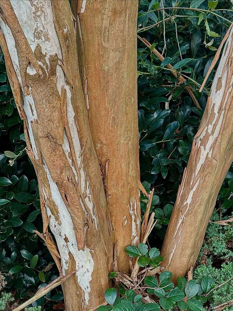 Do Not Pull Loose Bark Off Do Not Pull Loose Bark Off
