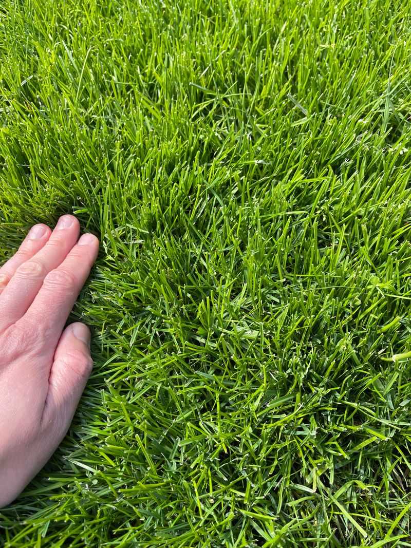 Do Not Push Growth With Extra Nitrogen Do Not Push Growth With Extra Nitrogen