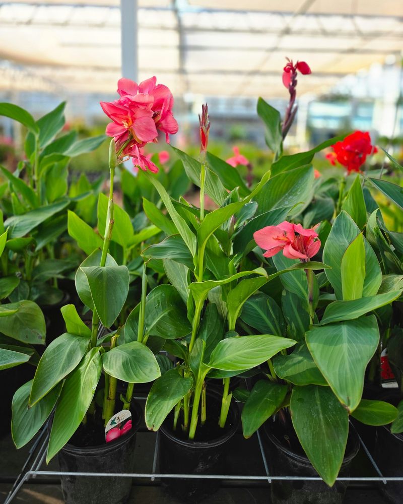 Do Not Push Them With Heavy Fertilizer