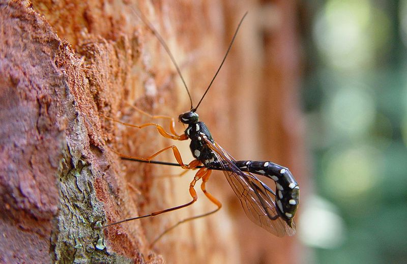 Do Not Release Wasps Casually Do Not Release Wasps Casually