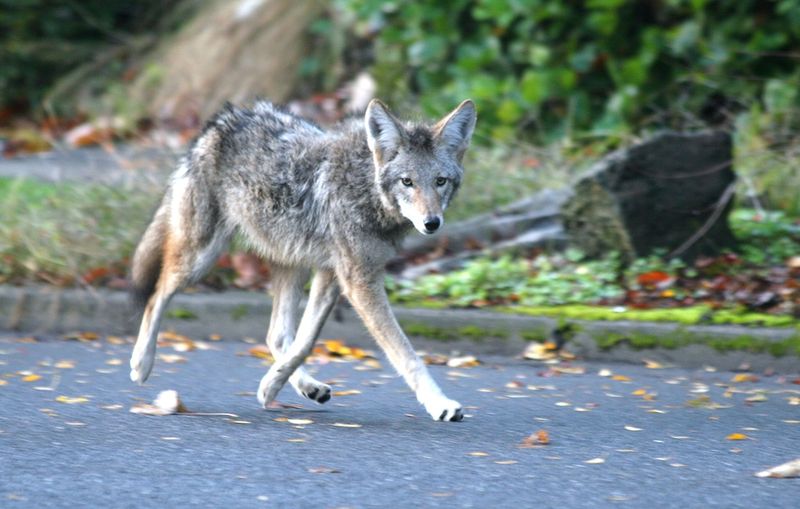 Do Not Run If A Coyote Approaches Do Not Run If A Coyote Approaches