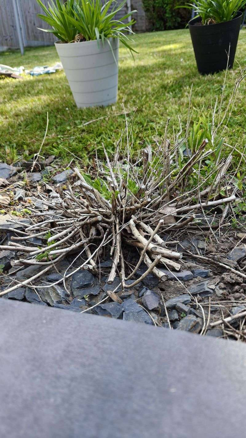 Do Not Shear It Down Hard Before Fall