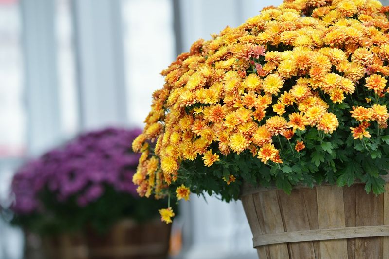 Do Not Split Mums Before Their Fall Show