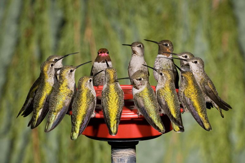 Do Not Take Feeders Down Just Because Migration Has Started
