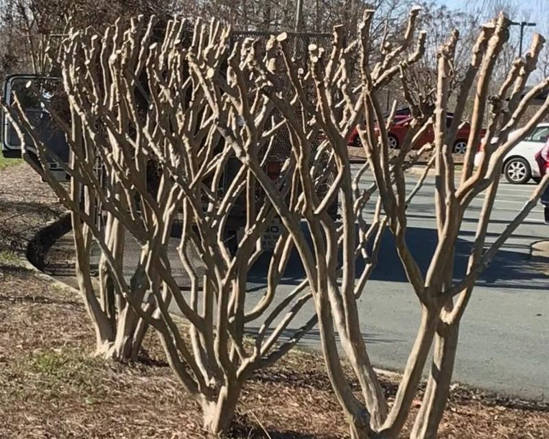 Do Not Top Your Crape Myrtle
