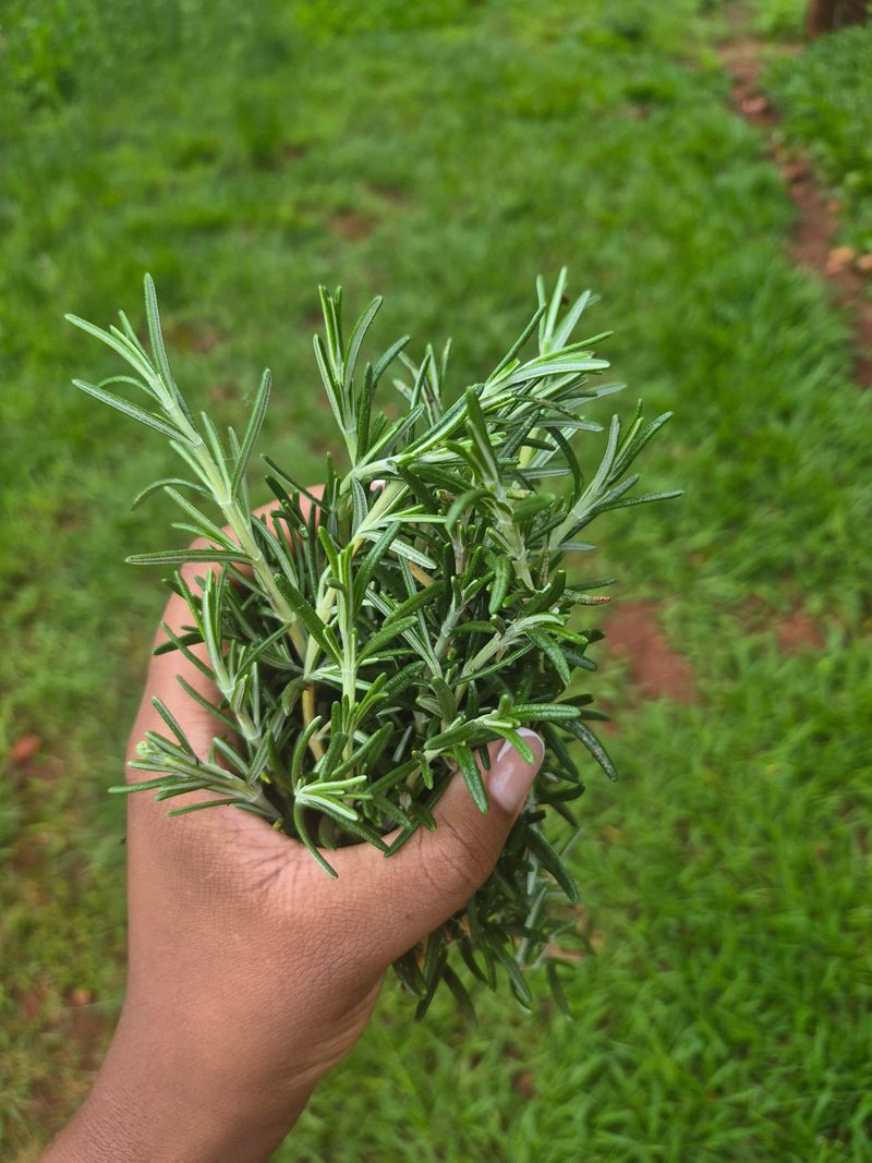 Do Not Treat The Plant Like A Mosquito Shield Do Not Treat The Plant Like A Mosquito Shield