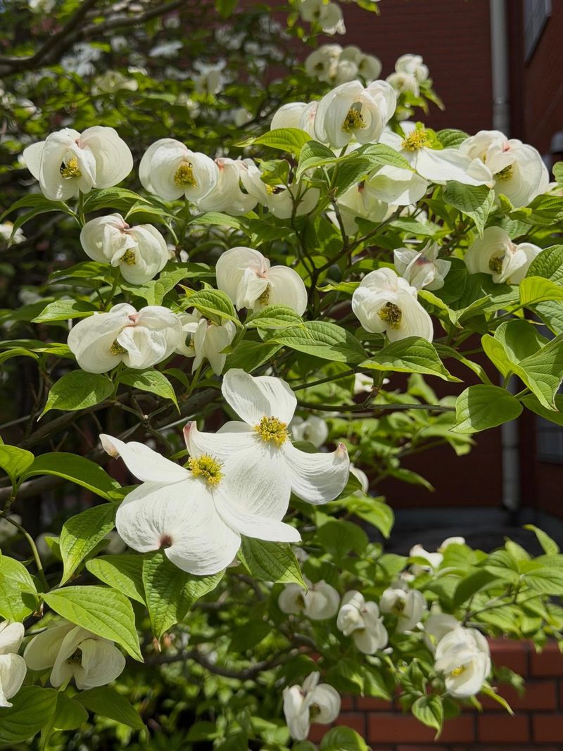 Dogwoods Fare Better Without Heavy Summer Cutting Dogwoods Fare Better Without Heavy Summer Cutting