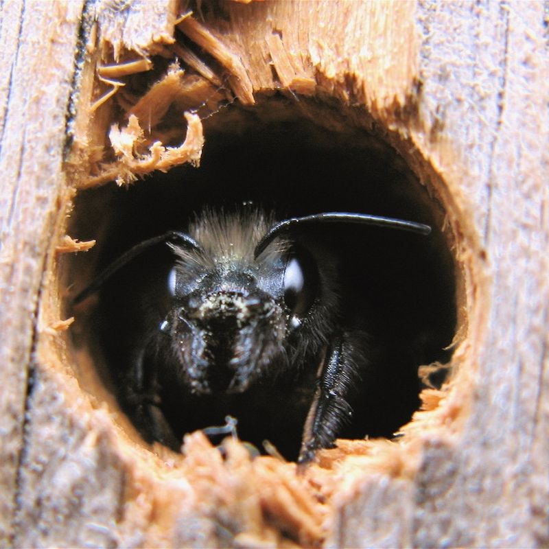 Doing The Final Cleanup Too Early Can Disturb Emerging Bees