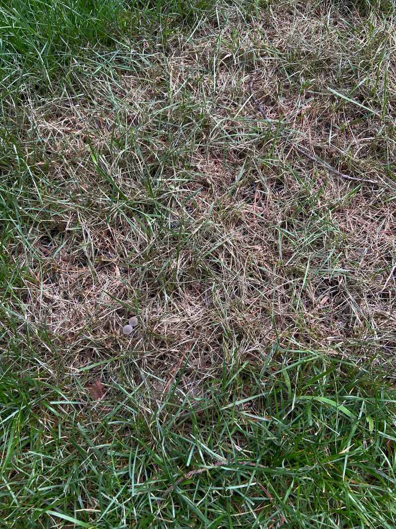 Dollar Spot