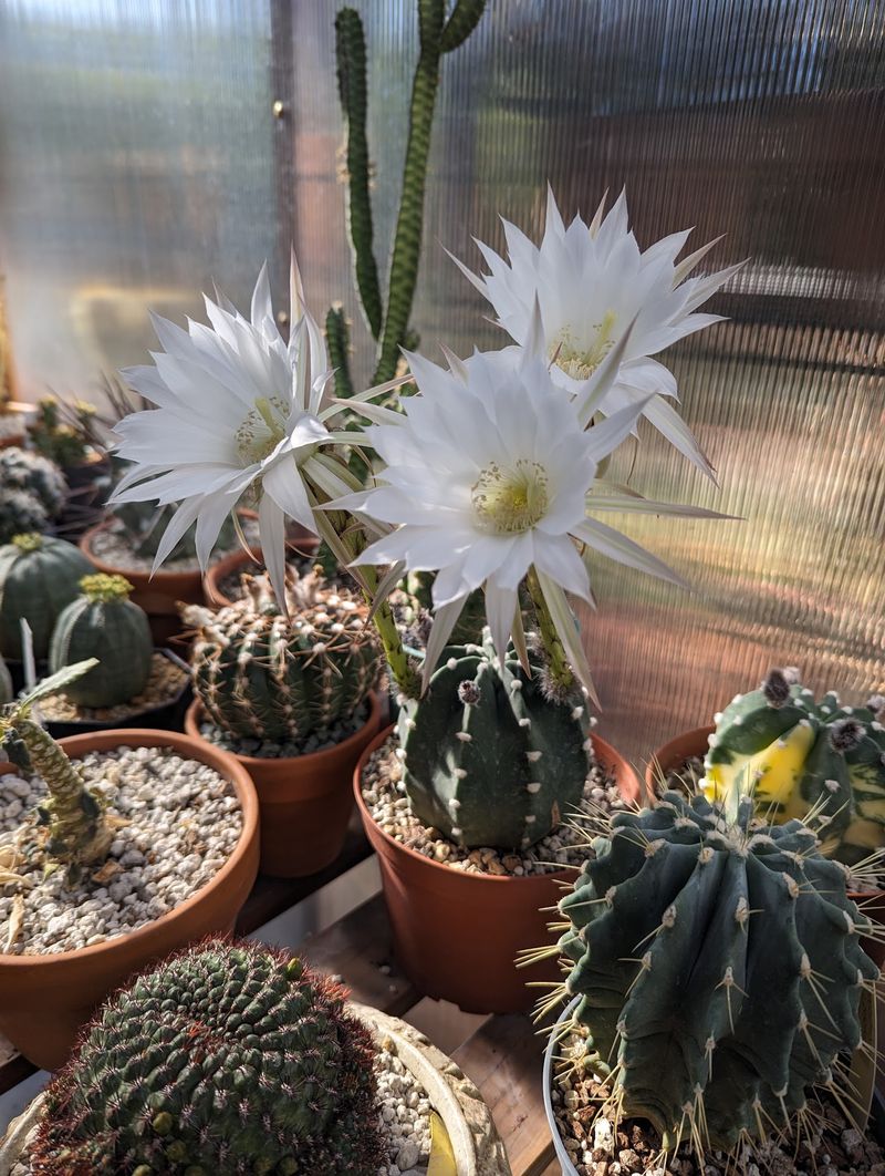Domino's Easter Lily Cactus Flowers Overnight