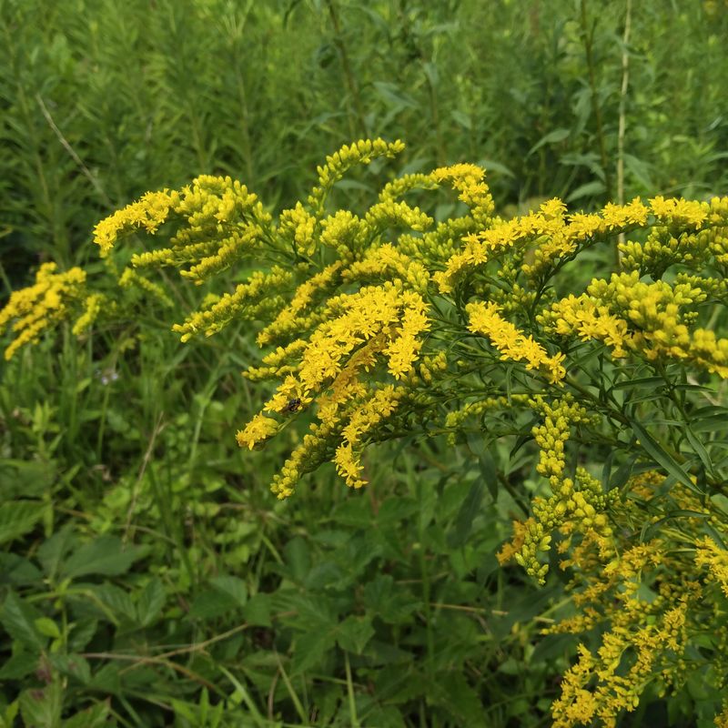 Don't Blame It For Most Fall Allergies