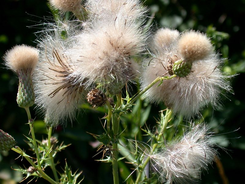 Don't Let Flowers Turn Into Seed