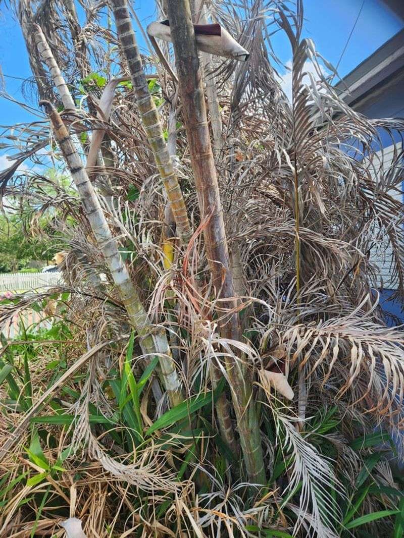 Don’t Let Shredded Fronds Fool You Don’t Let Shredded Fronds Fool You