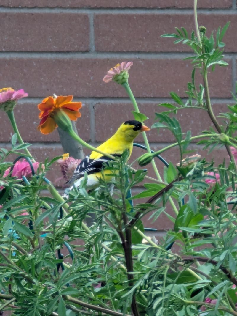 Don't Prune Shelter During A Heat Wave Don't Prune Shelter During A Heat Wave