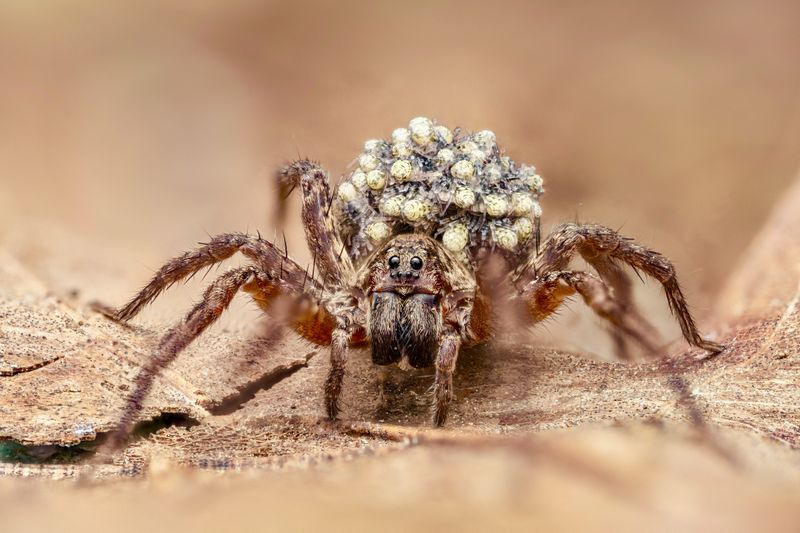 Don't Reach Down And Try To Handle The Spider Don't Reach Down And Try To Handle The Spider