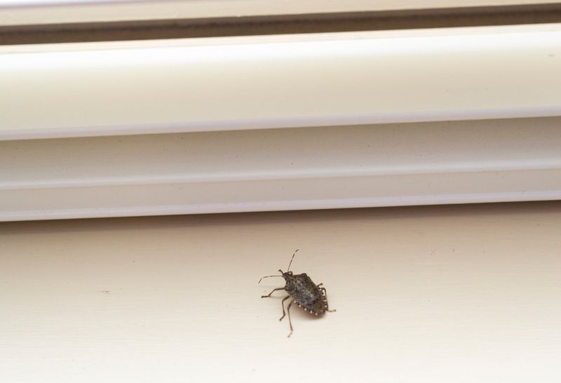 Doors And Windows Hide More Openings Than You Think