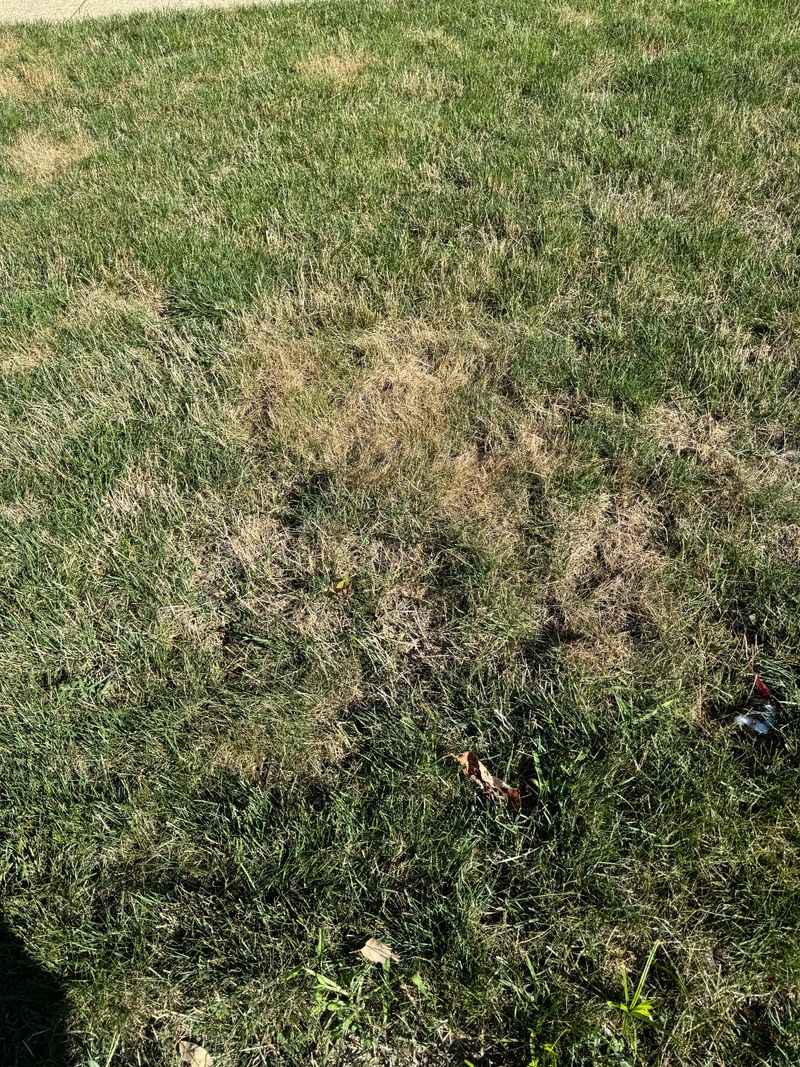Dormant Grass Does Not Need A Forced Growth Spurt Dormant Grass Does Not Need A Forced Growth Spurt