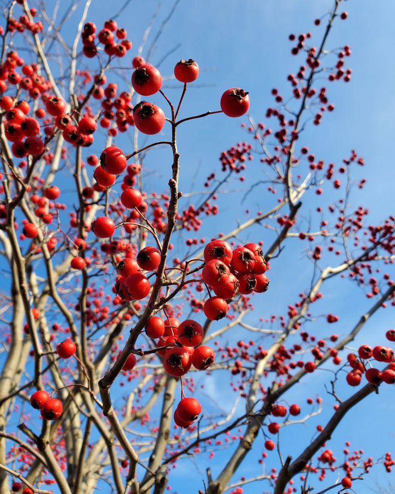 Dotted Hawthorn
