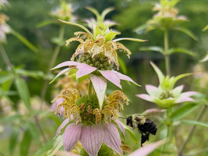 Dotted Horsemint Brings Tiny Parasitoids Into The Mix Dotted Horsemint Brings Tiny Parasitoids Into The Mix