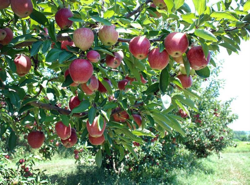 Dougherty Orchards & Winery, Cambridge City