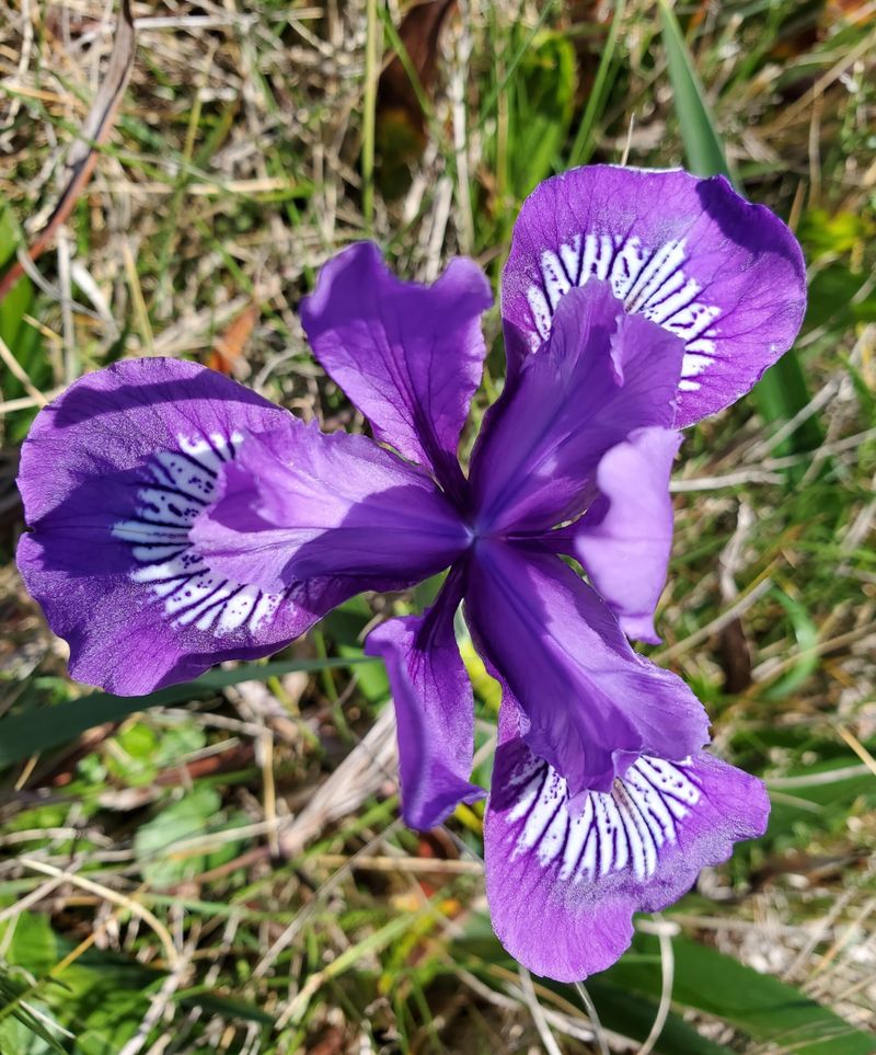 Douglas Iris Can Be Happy In Clay-Rich Soil