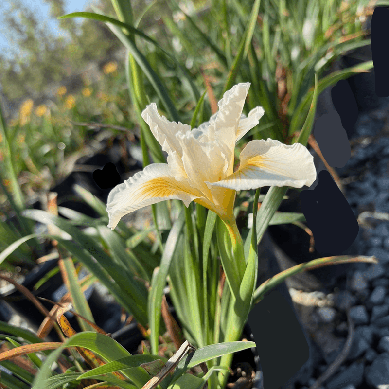 Douglas Iris Fits Dry Shade Once Established