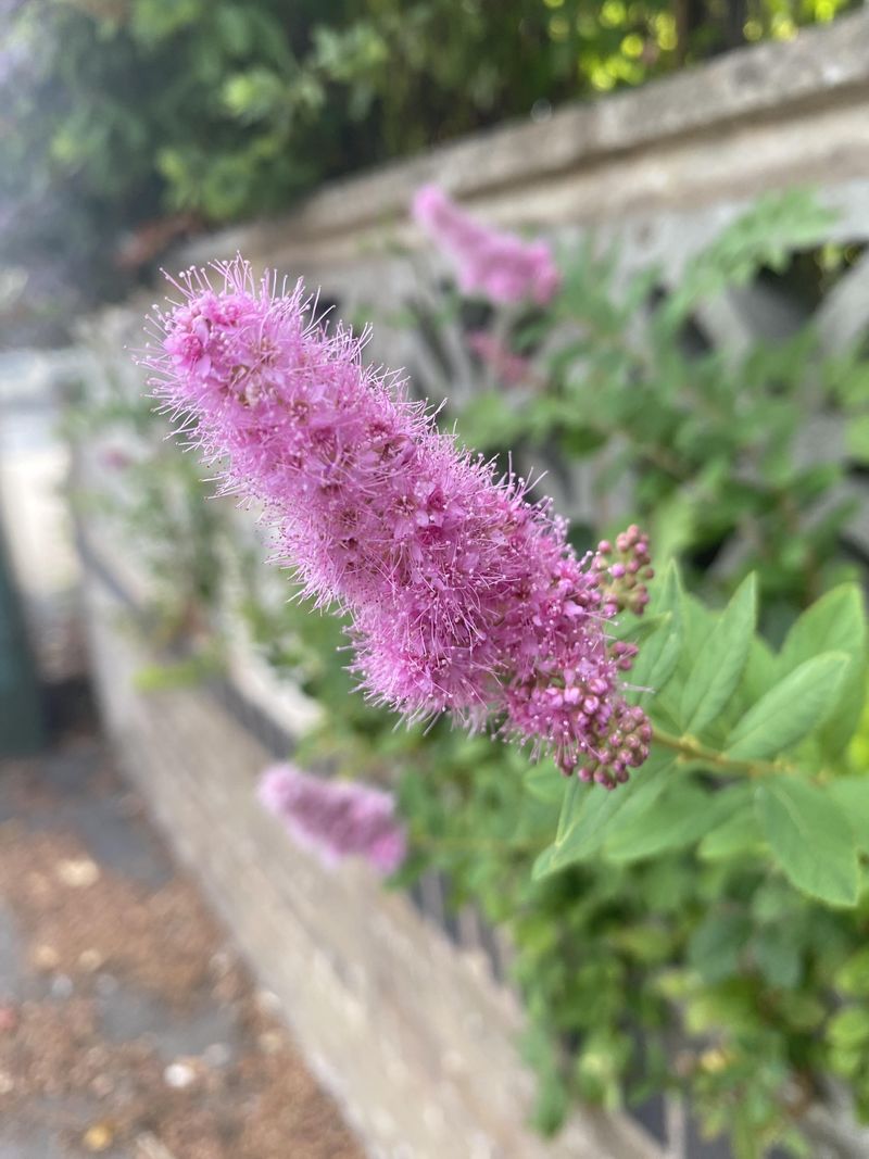 Douglas Spirea Handles Damp Ground Better Than Many Hedge Shrubs