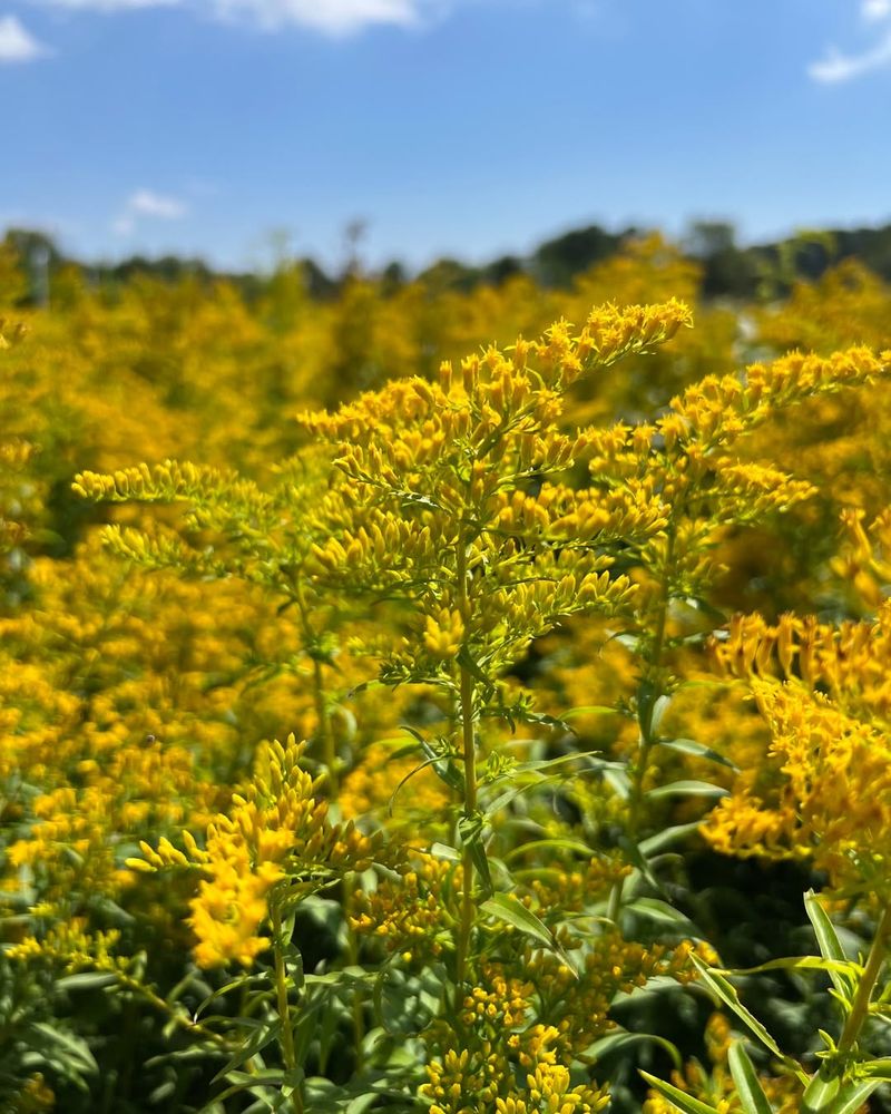 Downy Goldenrod Feeds Late Pollinators
