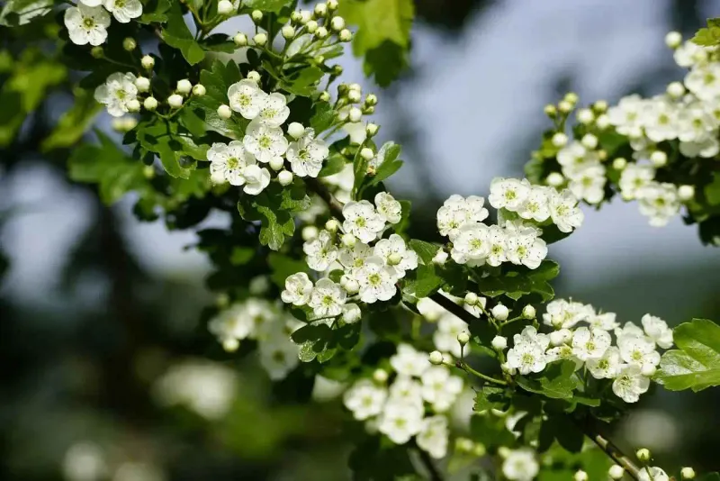Downy Hawthorn Keeps The Flowers And Adds Better Habitat Value