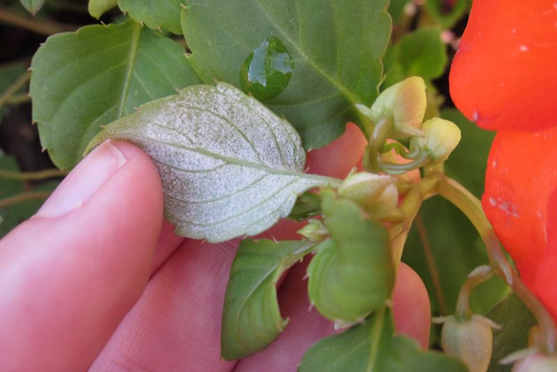 Downy Mildew Can Strip Common Impatiens Surprisingly Fast