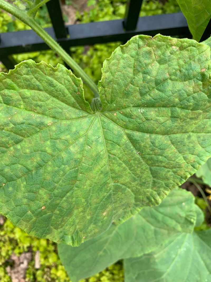 Downy Mildew Causes Pale Patches
