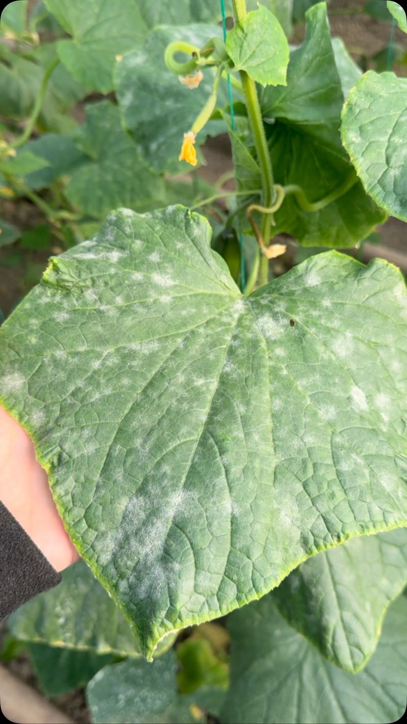 Downy Mildew Is The Threat Downy Mildew Is The Threat