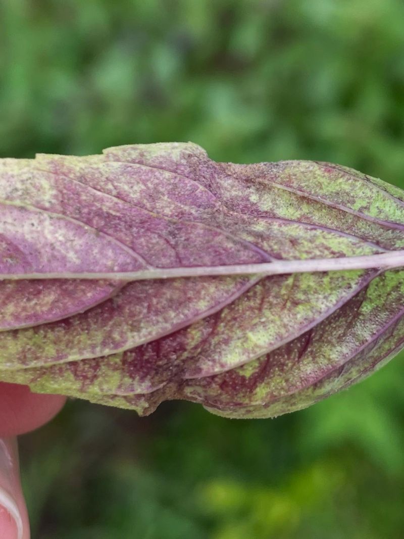 Downy Mildew May Be Spreading