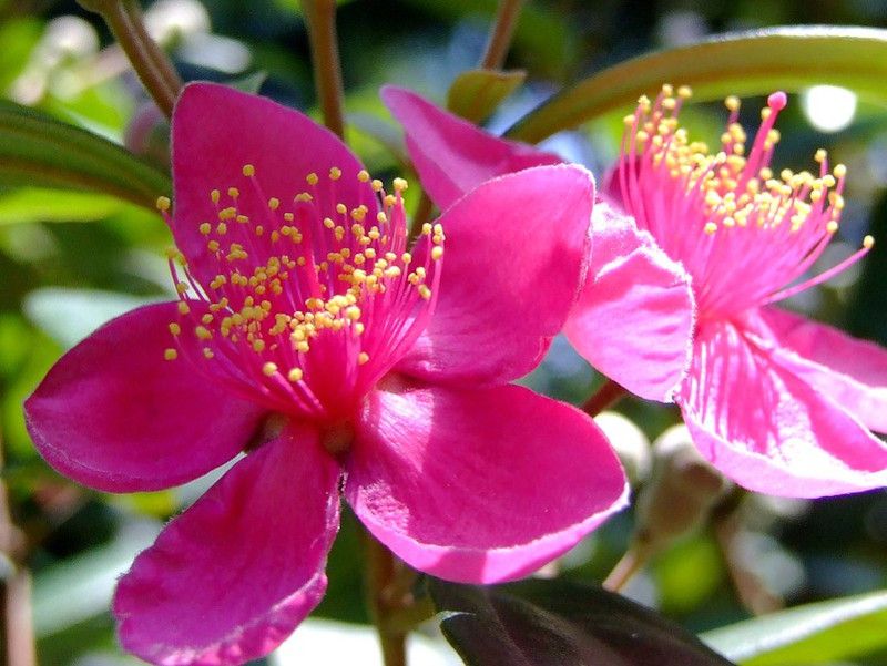 Downy Rose Myrtle Is Losing Ground Before It Spreads Further Downy Rose Myrtle Is Losing Ground Before It Spreads Further