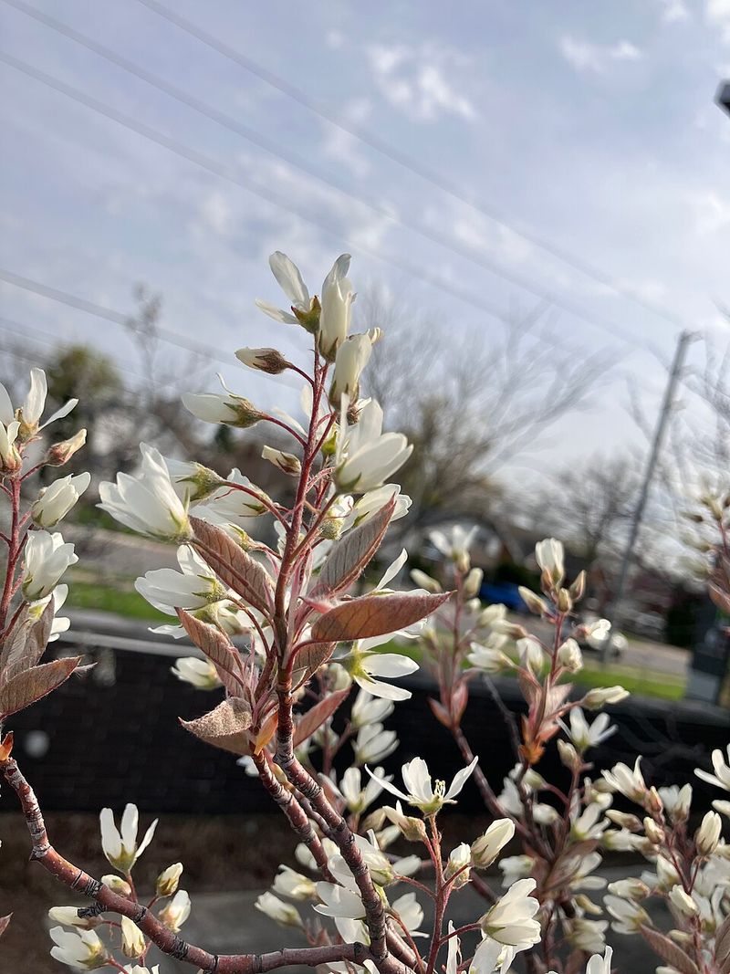 Downy Serviceberry Brings Back The White Spring Flowers