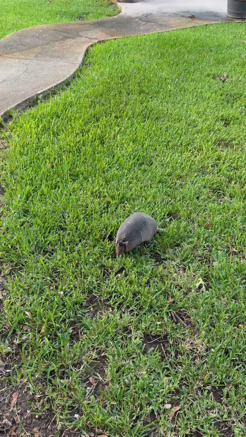 Dozens Of Shallow Digs Can Point To An Armadillo