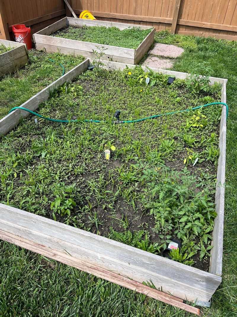 Dragging Seed-Filled Weeds Across Bare Soil
