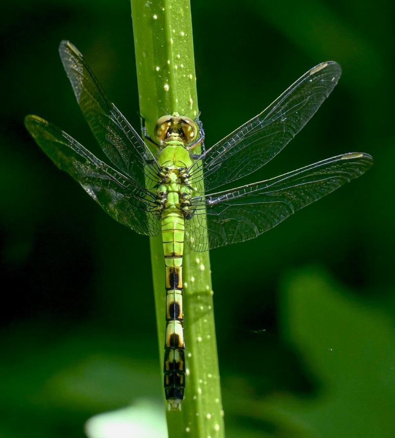Dragonflies Are Following The Food Dragonflies Are Following The Food