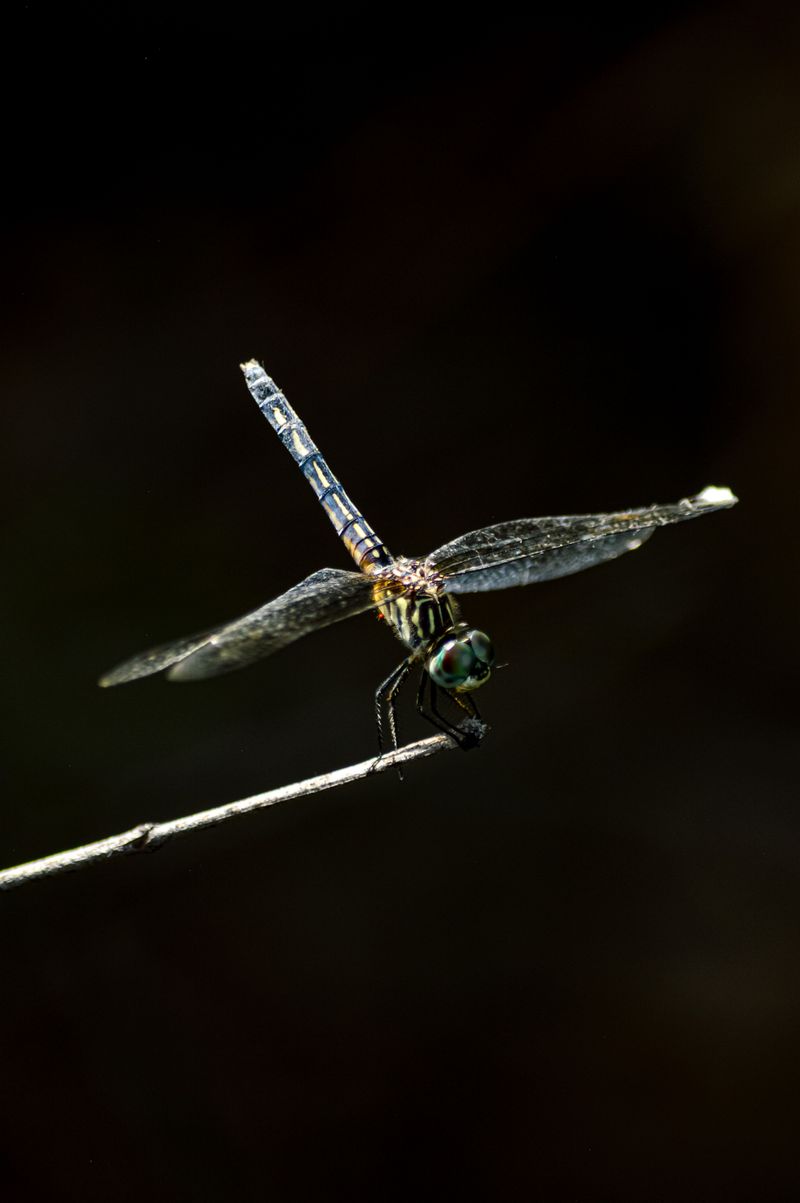 Dragonflies Are Nature's Mosquito Control Dragonflies Are Nature's Mosquito Control