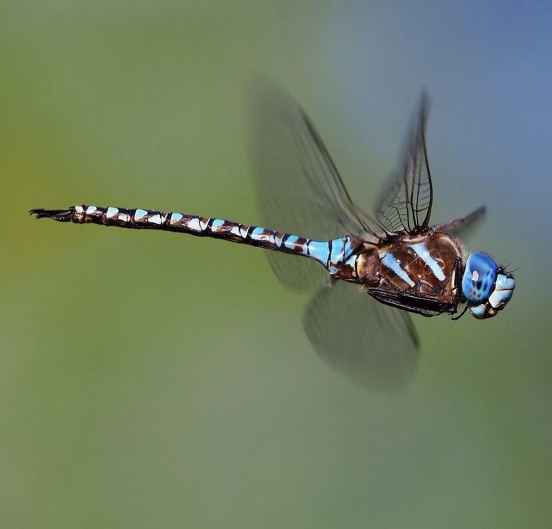 Dragonflies Follow The Insect Buffet